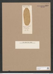 Navicula mirabilis Lend.-Fortm. (de-Toni-Nr.: Genus 1, Species 657) Zeichnungen Sammlung Grunow Nr. 1249 (NHMW-BOT-W0367887)